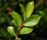Salix starkeana. Листья на верхушке побега. Московская обл., Раменский р-н, окр. ж.-д. платформы Хрипань, просека под ЛЭП. 08.06.2016.