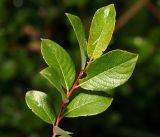 Salix starkeana