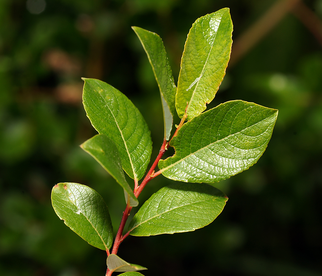 Изображение особи Salix starkeana.