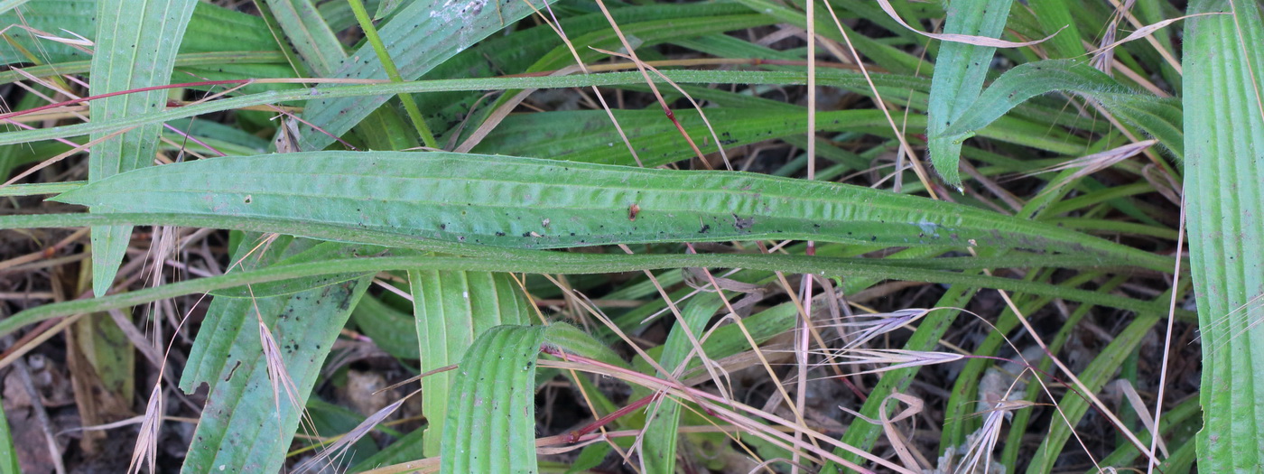 Image of Plantago lanceolata specimen.