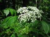 Sambucus nigra. Верхушка побега с соцветием. Украина, Черкасская обл., Маньковский р-н, с. Буки, Букский каньон, нижний пояс широколиственного леса. 11.06.2016.