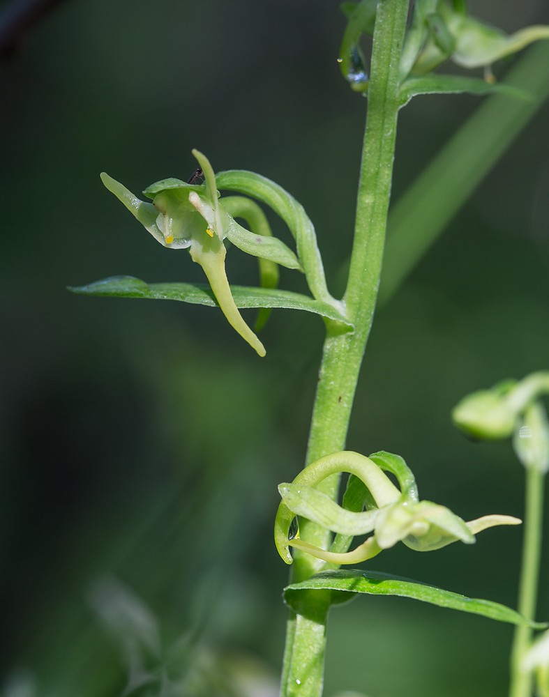 Изображение особи Platanthera maximowicziana.