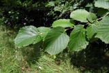 Corylus avellana
