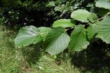 Corylus avellana var. macrotruncus