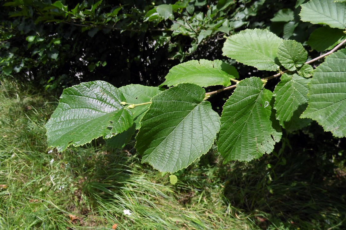 Image of Corylus avellana var. macrotruncus specimen.