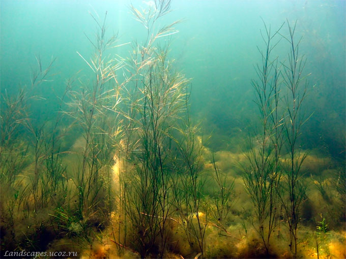 Image of Potamogeton pectinatus specimen.