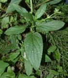 Scrophularia umbrosa