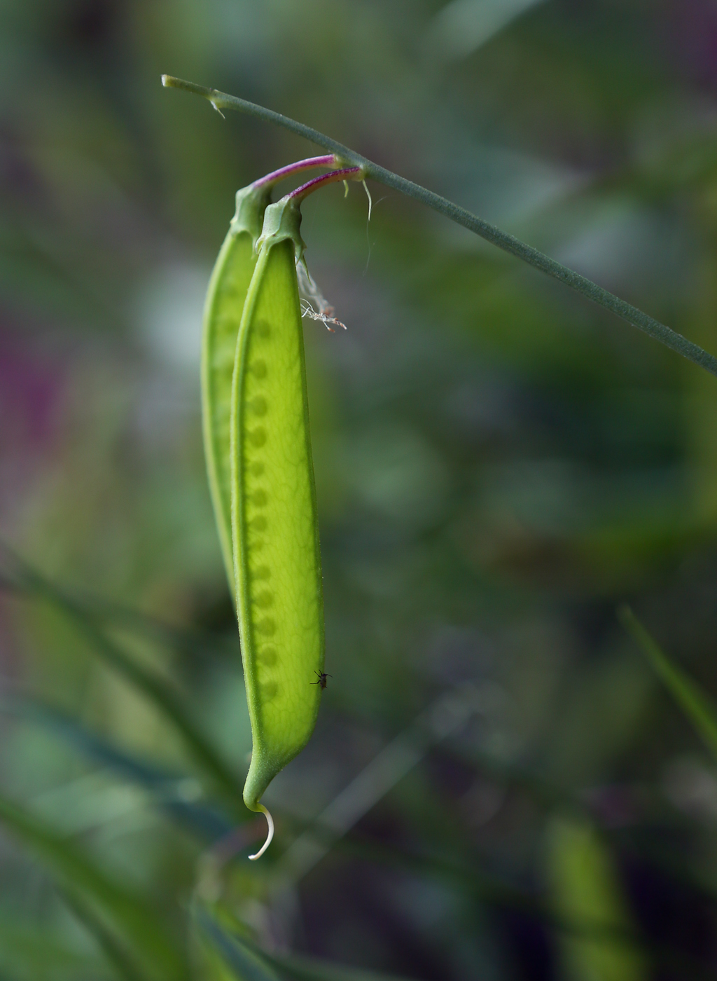 Изображение особи Lathyrus sylvestris.