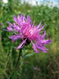 Centaurea jacea