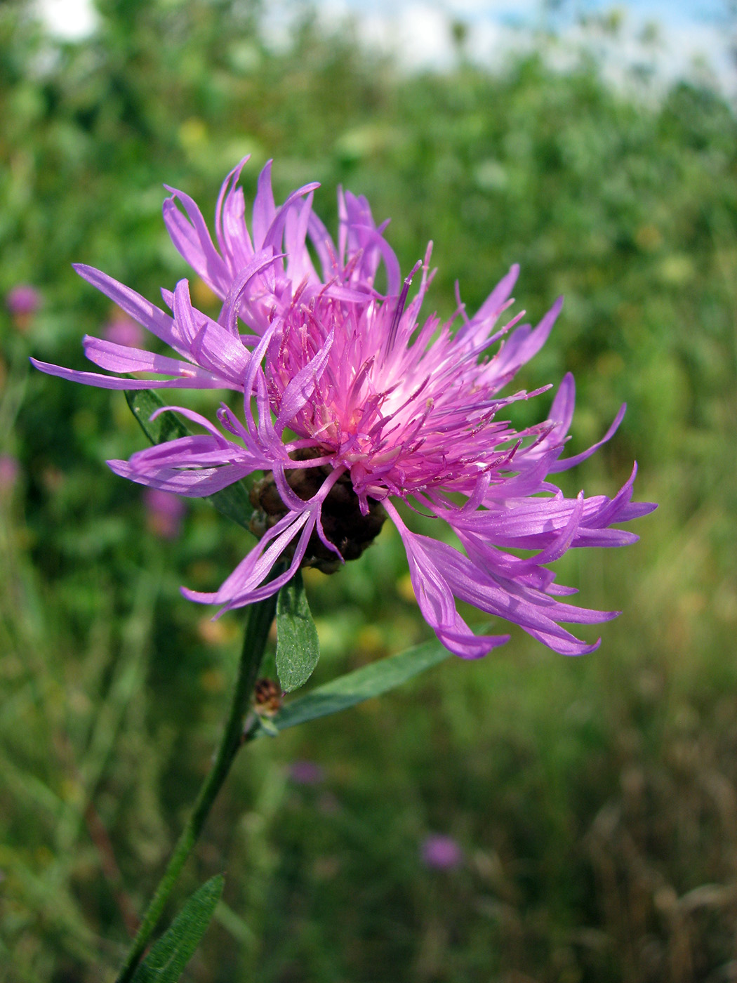 Изображение особи Centaurea jacea.