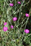 Lychnis coronaria