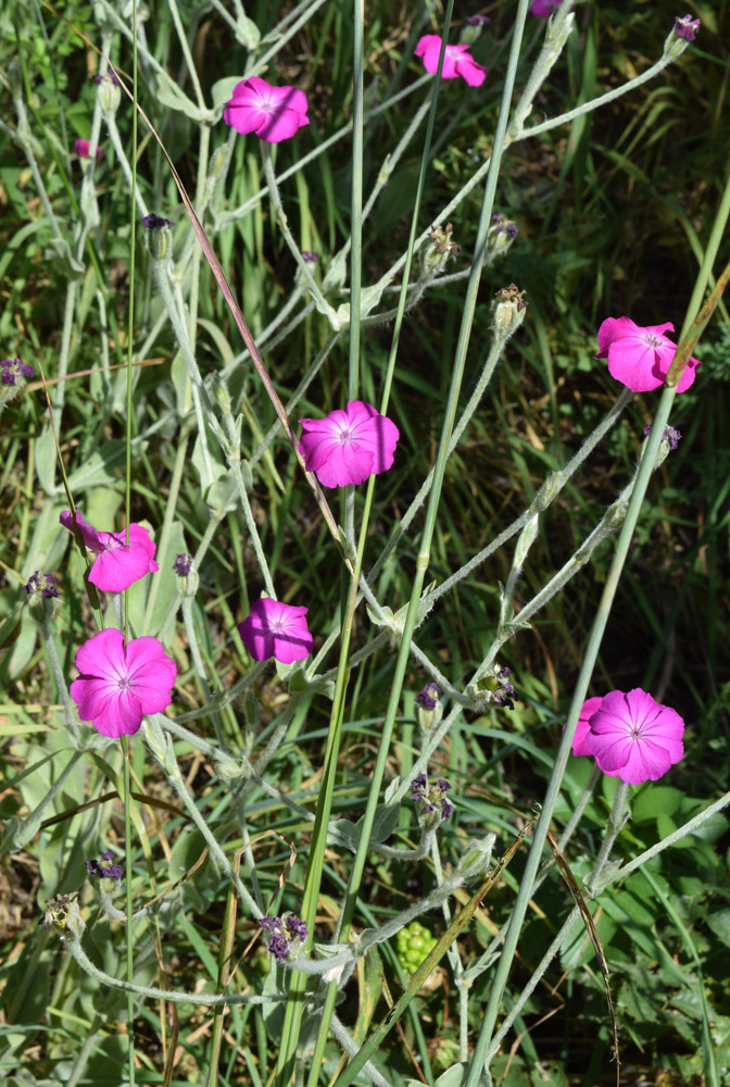 Изображение особи Lychnis coronaria.