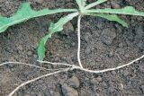 Sonchus arvensis