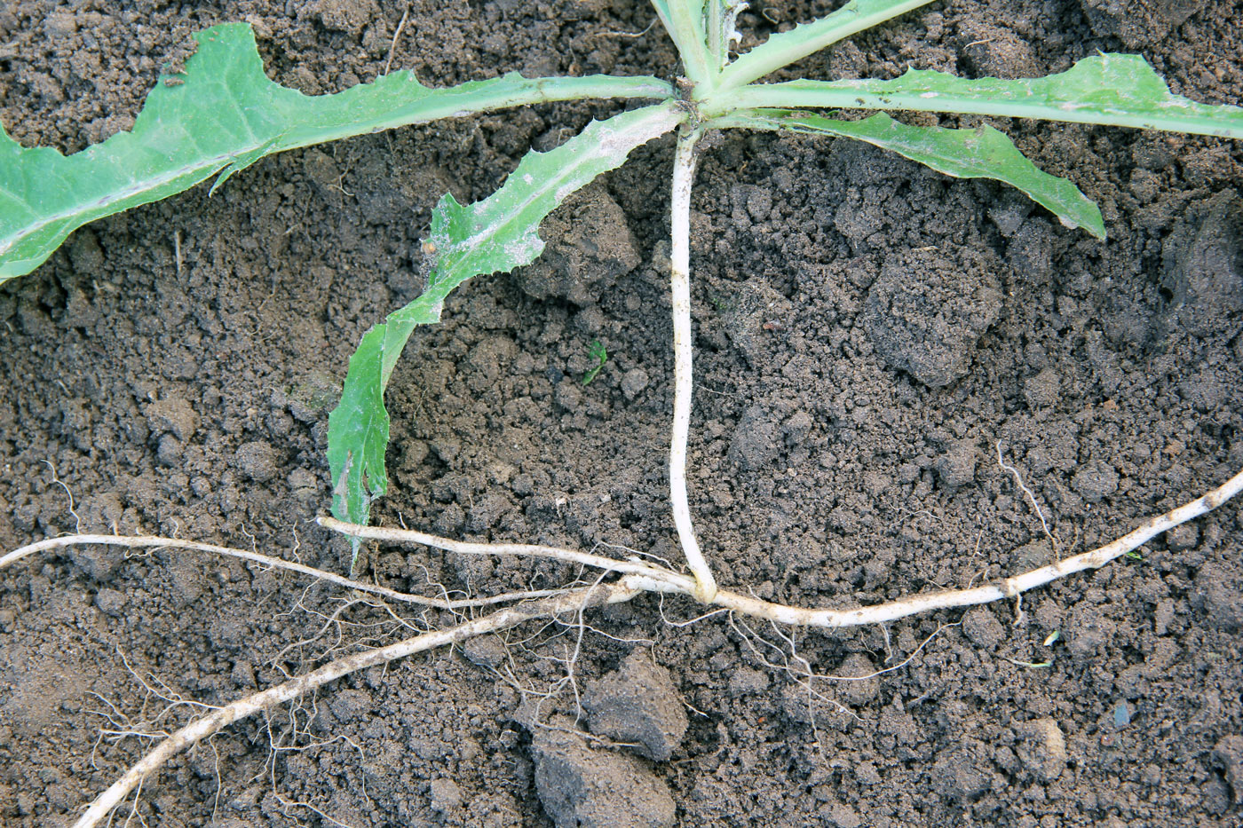 Image of Sonchus arvensis specimen.