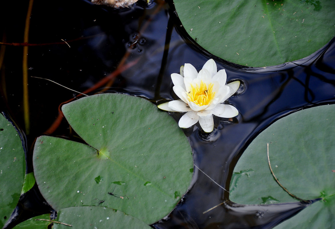 Image of Nymphaea candida specimen.