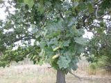 Quercus robur. Жёлуди и листья [на листьях виден сероватый налёт мицелия мучнисторосяного гриба Erysiphe (Microsphaera) alphitoides]. Волгоград, Красноармейский р-н; Ергенинская возвышенность, Чапурниковская балка. 31.09.2016.