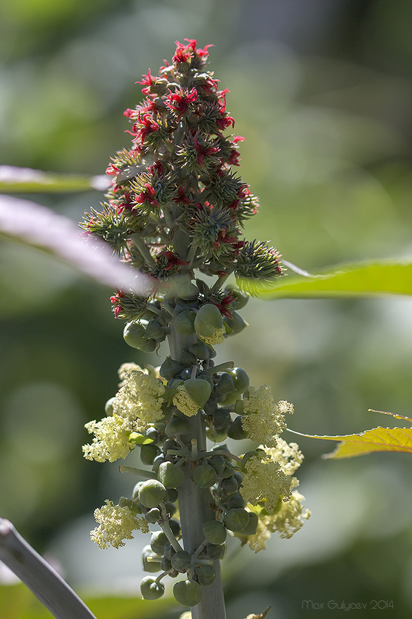 Image of Ricinus communis specimen.