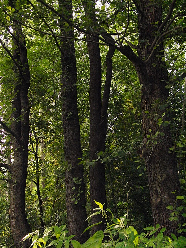 Image of Alnus glutinosa specimen.