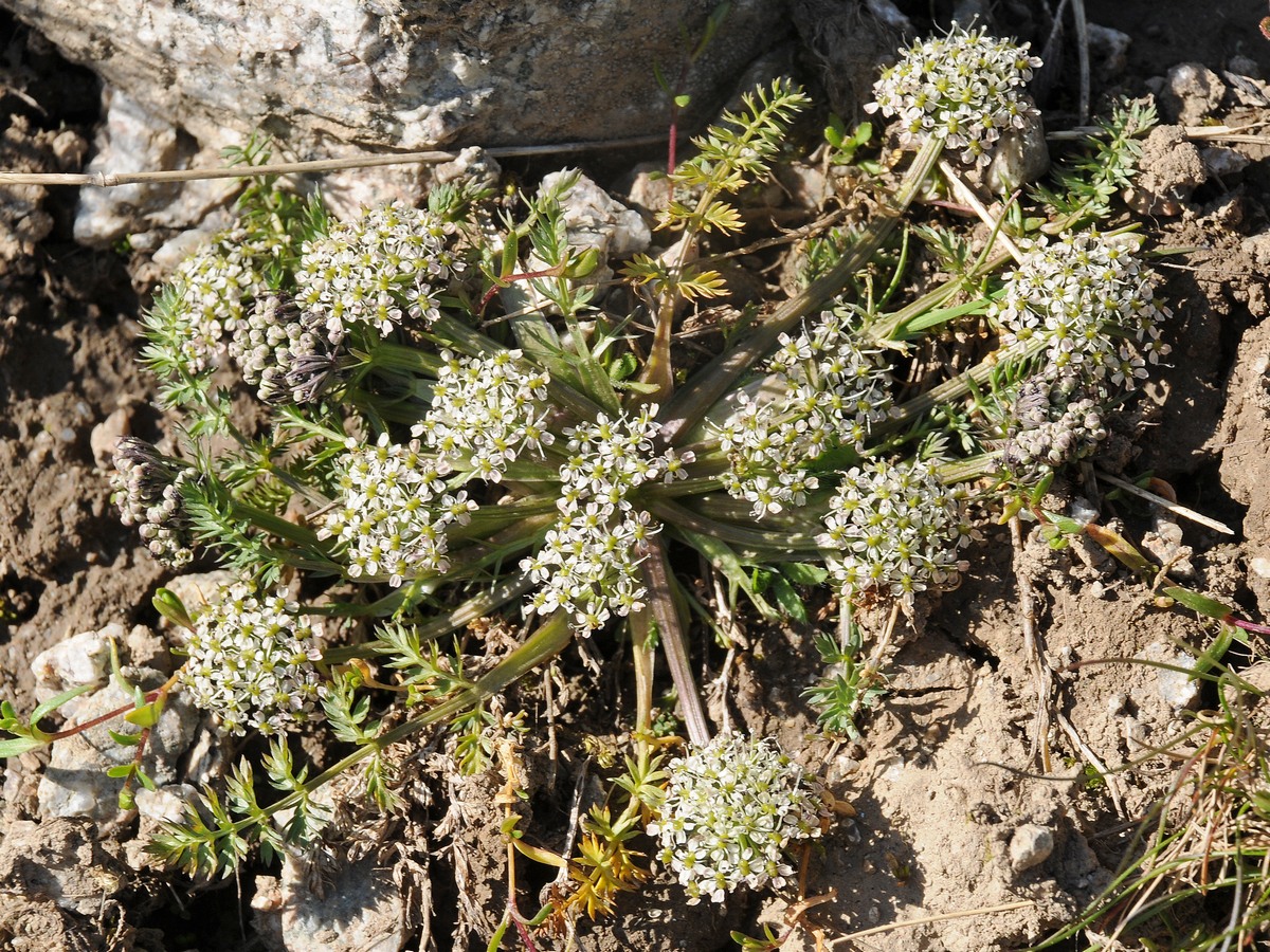 Изображение особи Schulzia albiflora.