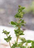 Atriplex nudicaulis. Верхушка плодоносящего растения. Мурманская обл., п-ов Рыбачий, каменистое побережье губы Большая Мотка, супралитораль. 14.08.2016.