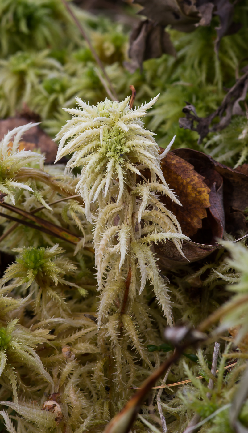 Image of Sphagnum squarrosum specimen.