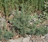 Suaeda linifolia