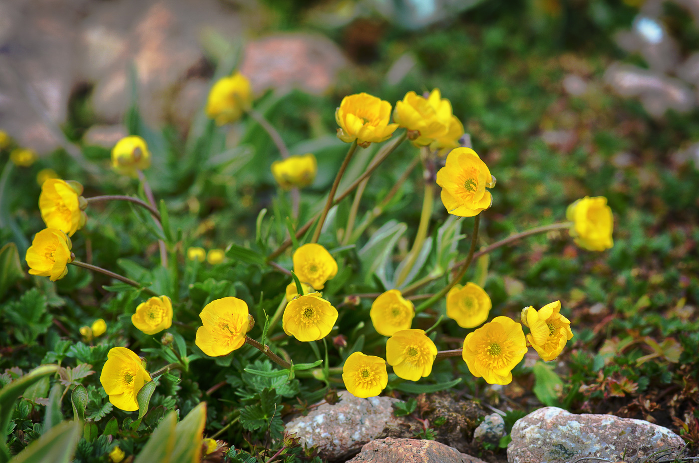 Изображение особи род Ranunculus.