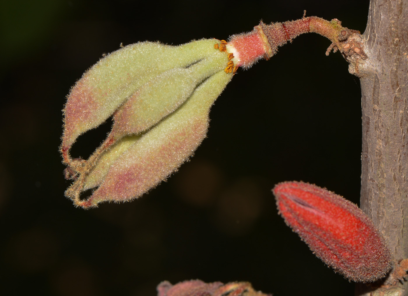 Изображение особи Brachychiton bidwillii.