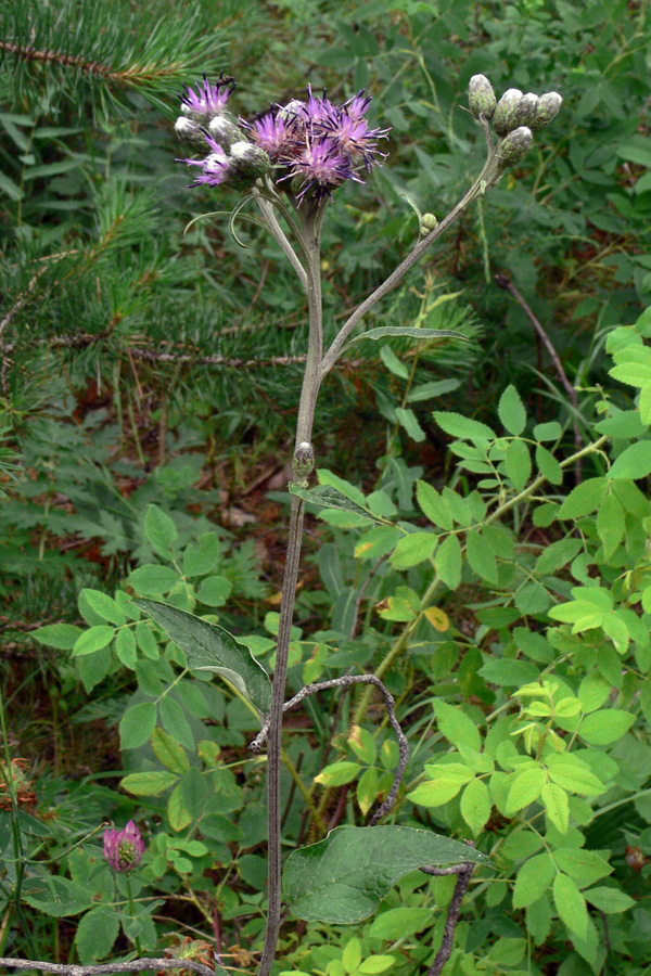 Image of Saussurea controversa specimen.