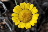 Anthemis monantha