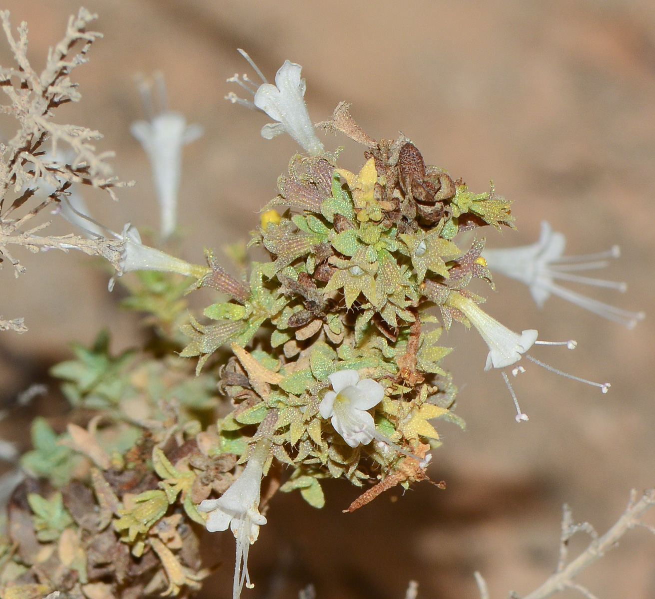 Image of Origanum dayi specimen.