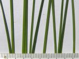 Carex kotschyana