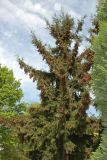 Picea orientalis