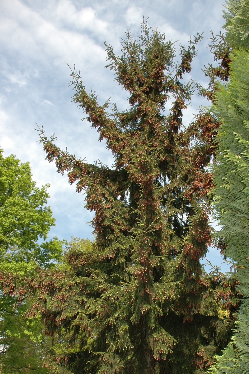 Изображение особи Picea orientalis.