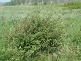 Cotoneaster melanocarpus. Цветущее растение на лугу. Иркутская обл., Иркутский р-н, окр. дер. Жердовка. 16.06.2016.