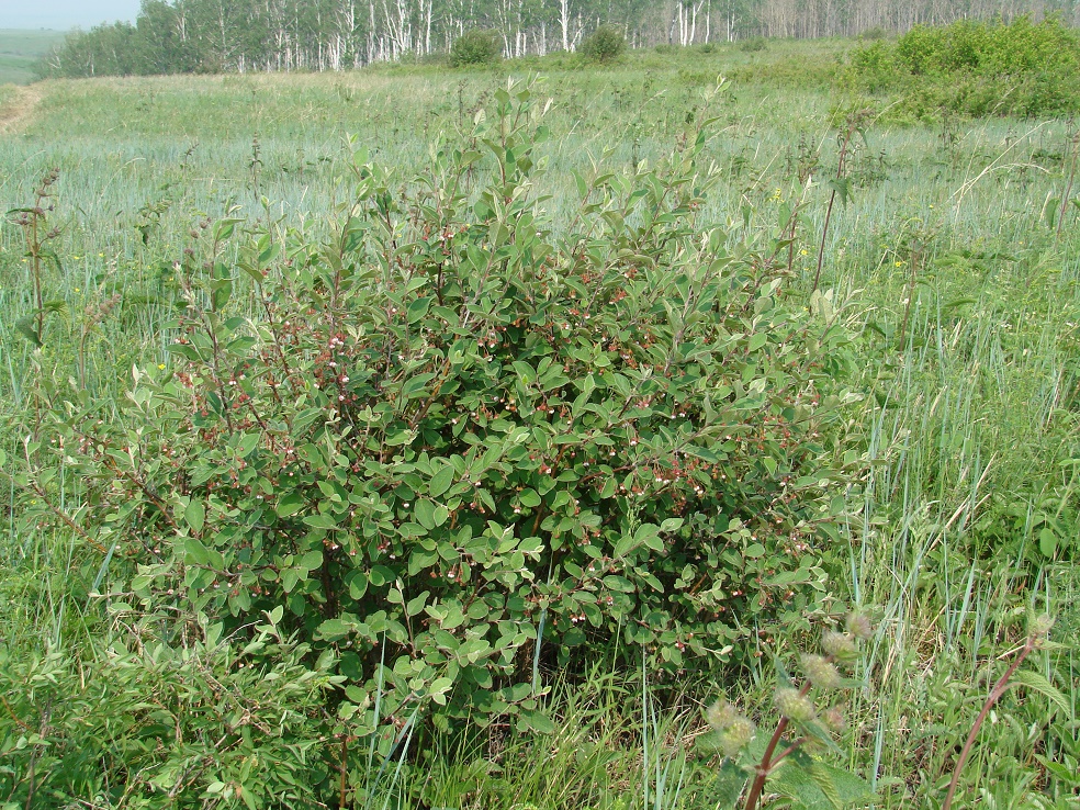 Изображение особи Cotoneaster melanocarpus.