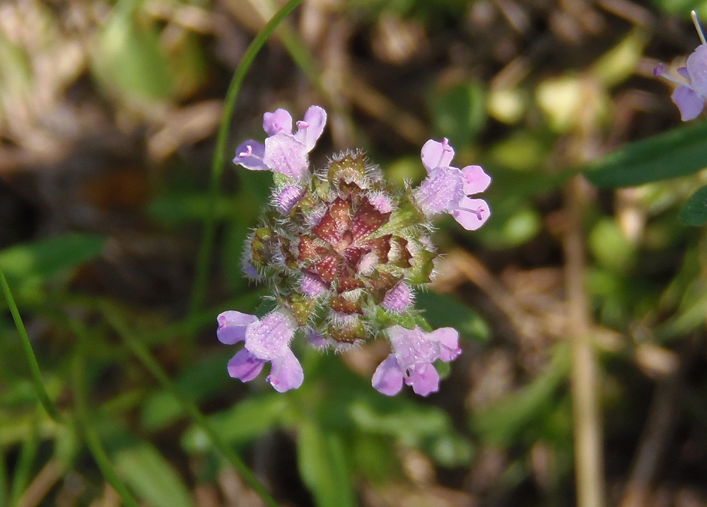 Изображение особи Thymus &times; tschernjajevii.