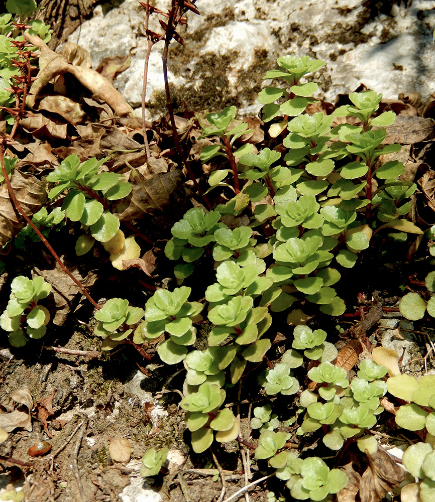 Изображение особи Sedum stoloniferum.