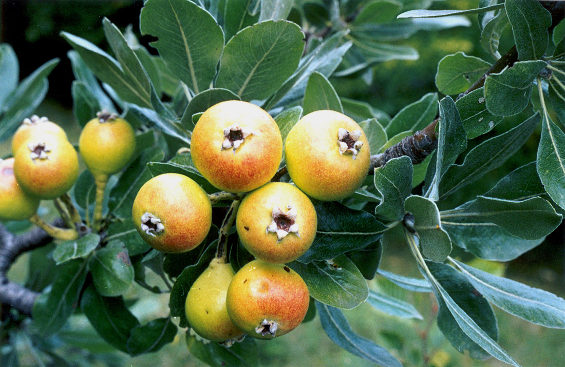 Изображение особи Pyrus elaeagrifolia.