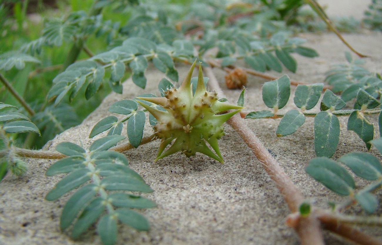 Изображение особи Tribulus terrestris.