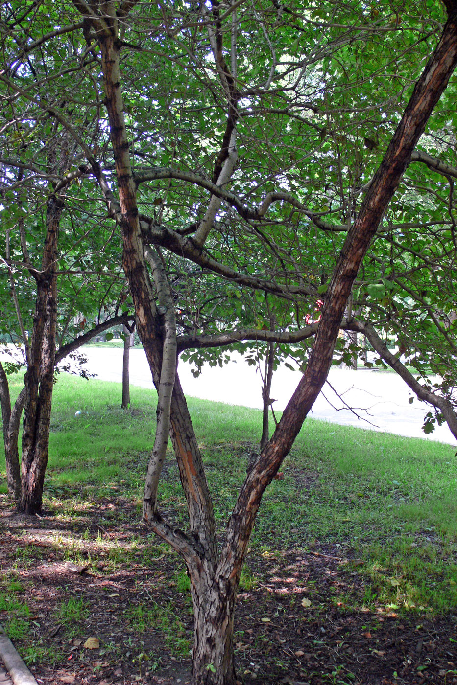 Image of Crataegus chlorosarca specimen.