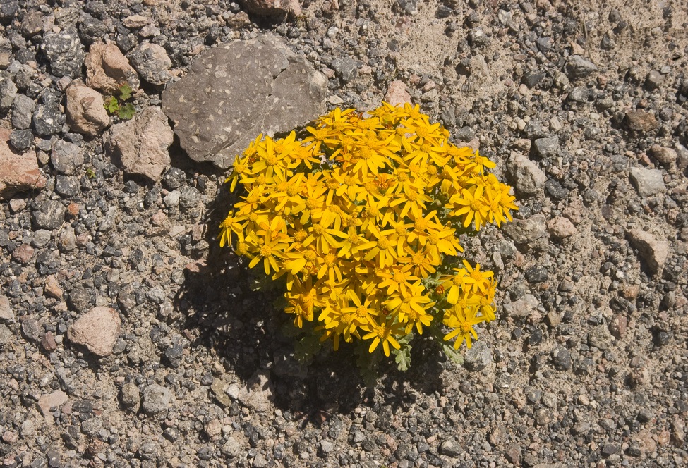 Image of Senecio sosnovskyi specimen.