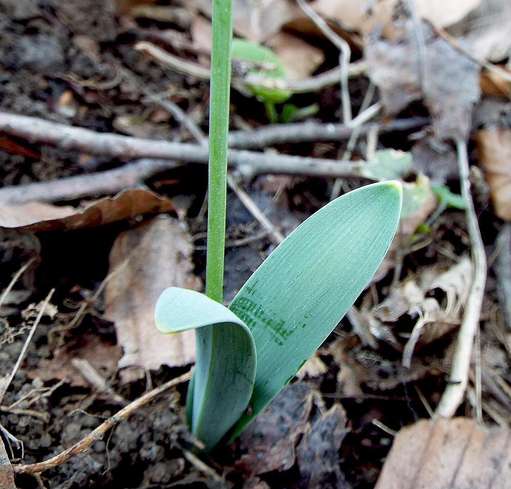 Изображение особи Galanthus alpinus.