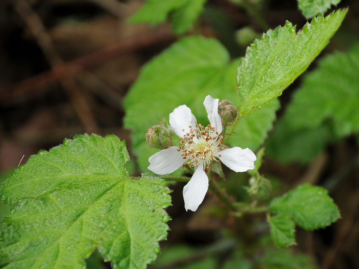 Image of Rubus ursinus specimen.
