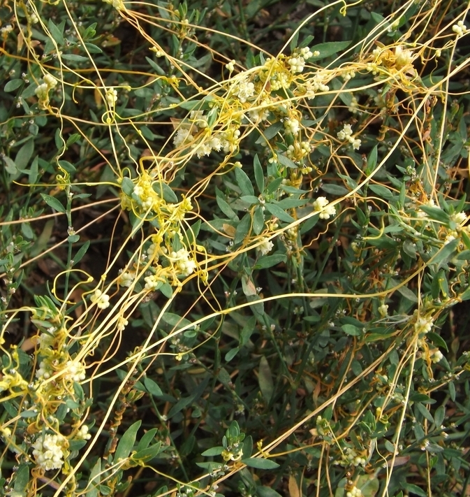 Image of Cuscuta cesatiana specimen.