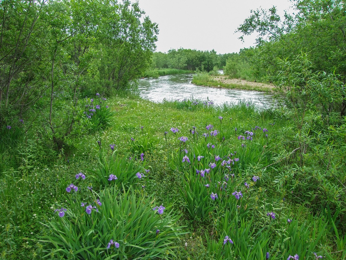 Изображение особи Iris setosa.