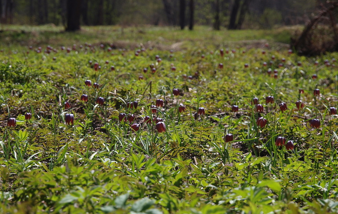 Изображение особи Fritillaria meleagris.