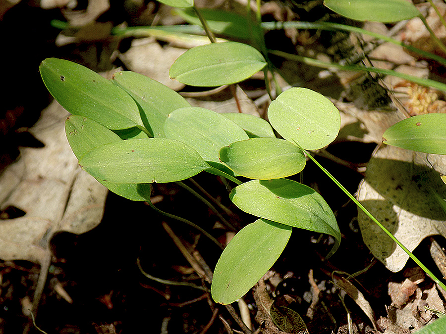 Image of Corydalis marschalliana specimen.