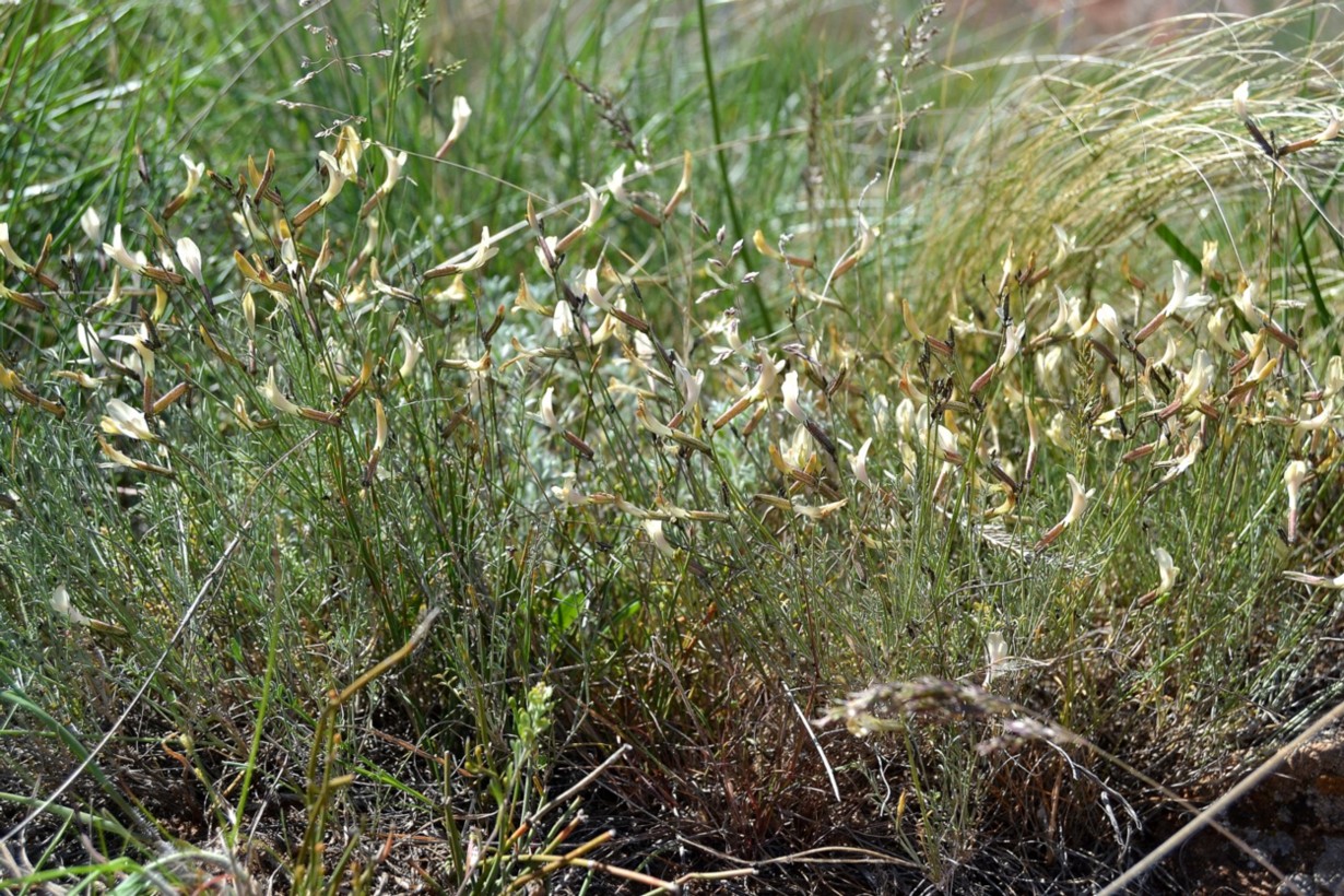 Изображение особи Astragalus ucrainicus.