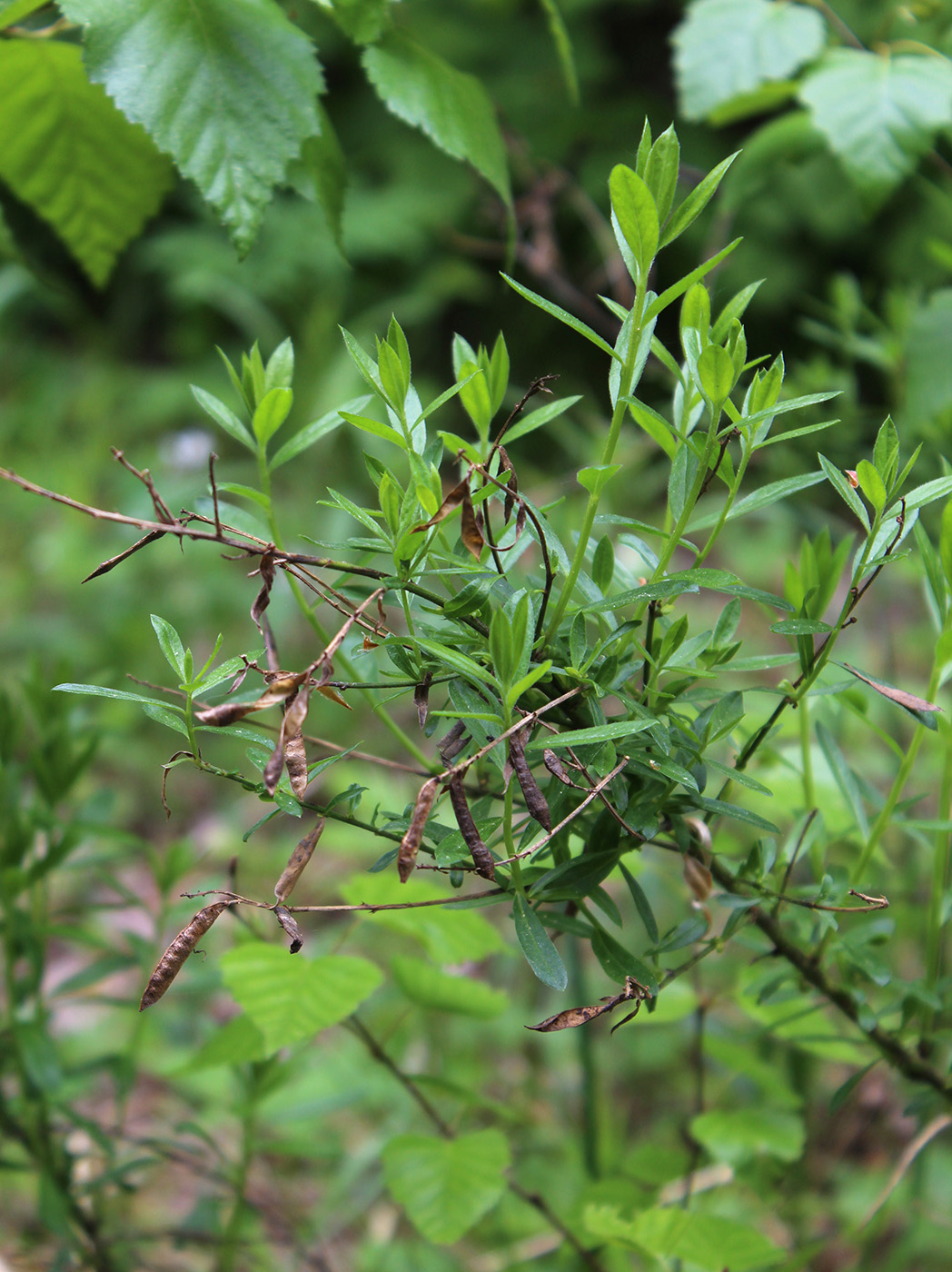 Изображение особи Genista tinctoria.